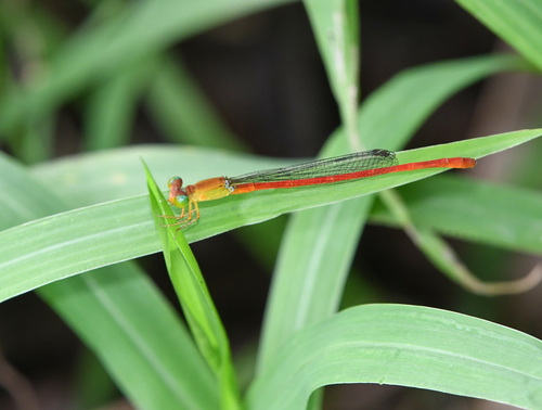 Ceriagrion lieftincki