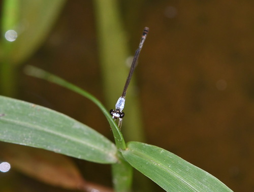 Variable Wisp
