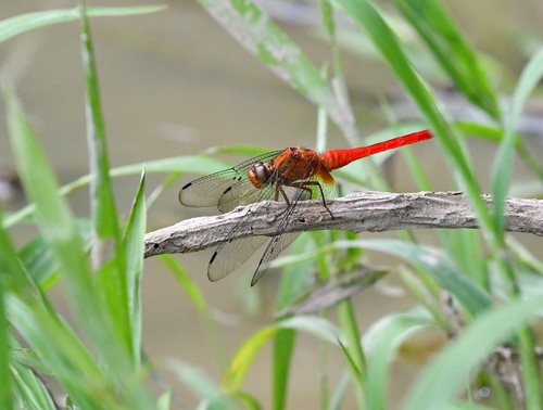 Orange Skimmer