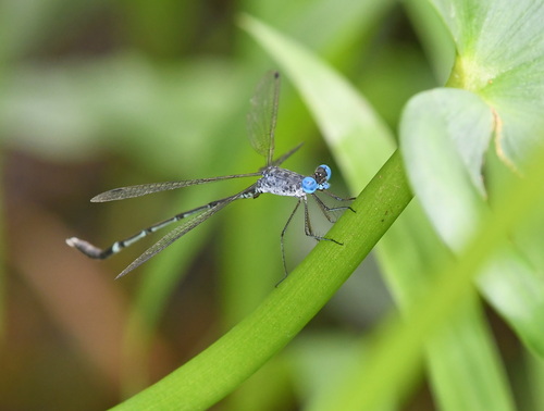 Scalloped Spreadwing