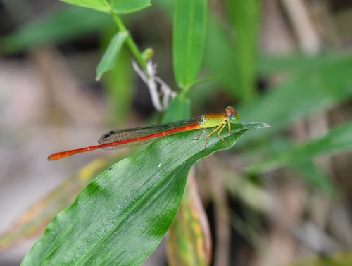 Ceriagrion lieftincki