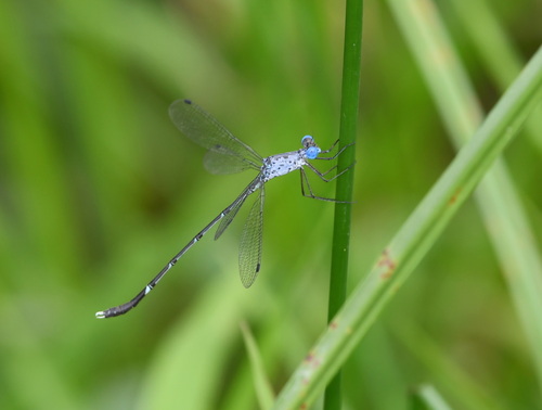 Lestes praemorsus Hagen, 1862