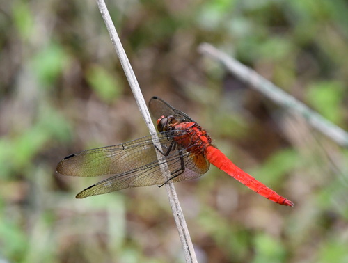 Orange Skimmer