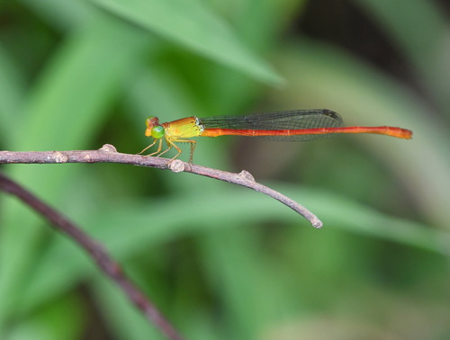 Ceriagrion lieftincki