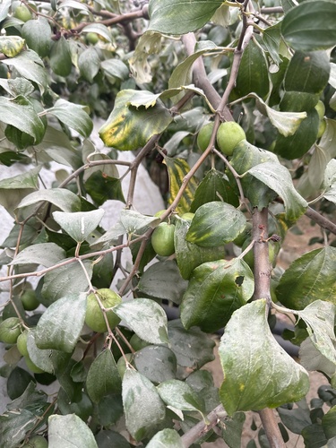 Chinese Apple