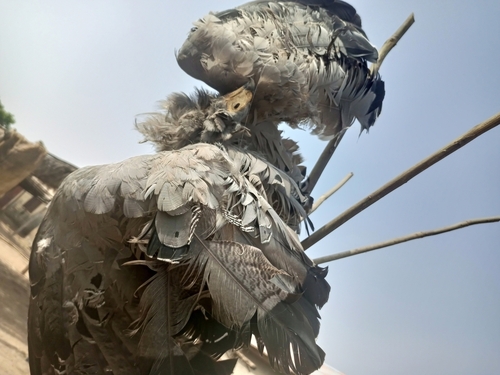 African Harrier-Hawk