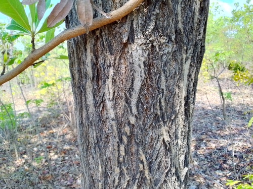 silver terminalia