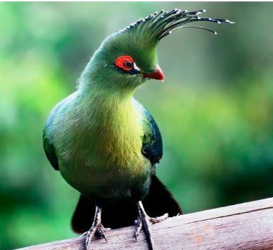 Schalow's Turaco