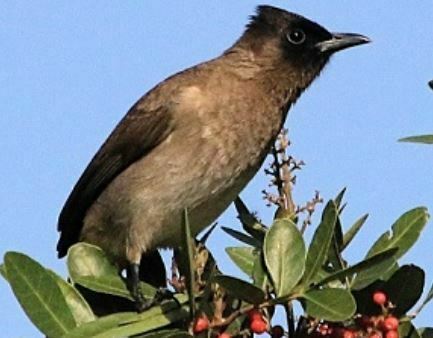 Common Bulbul