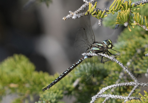 Sedge Darner