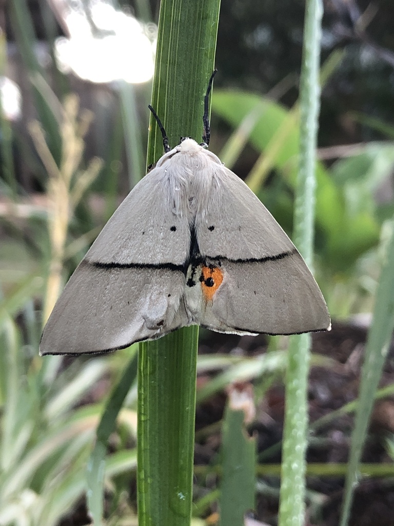 Fallen Bark Looper from McGinness St, Scullin, ACT, AU on December 24 ...