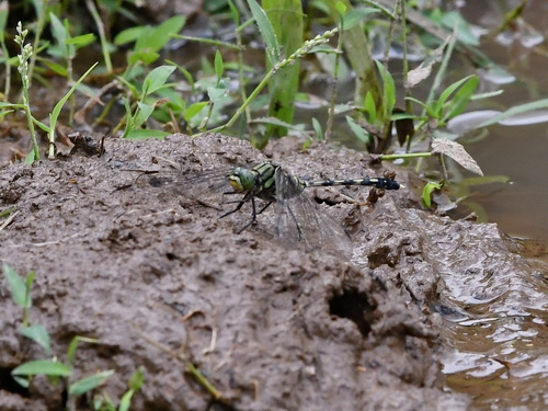Green Skimmer