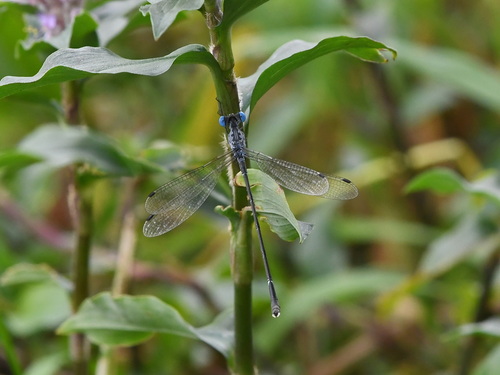 Scalloped Spreadwing