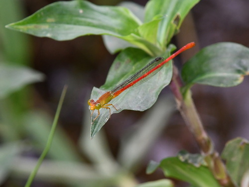 Ceriagrion lieftincki
