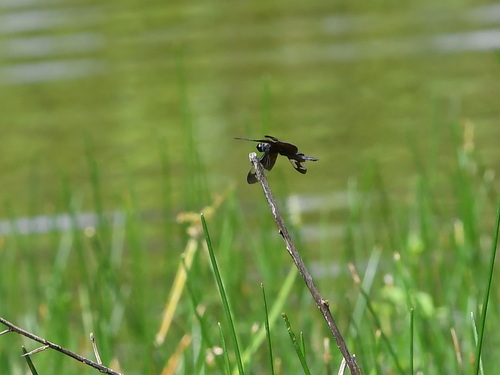Pied Sapphire Flutterer