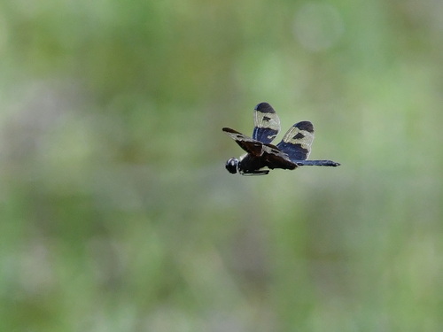 Pied Sapphire Flutterer