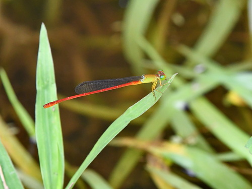 Ceriagrion lieftincki