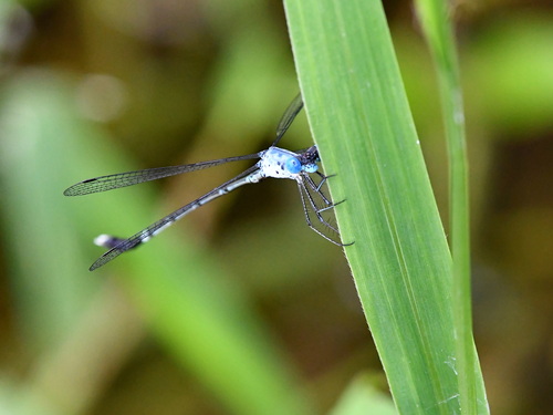 Scalloped Spreadwing