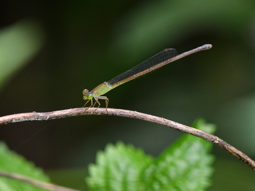 Ceriagrion lieftincki