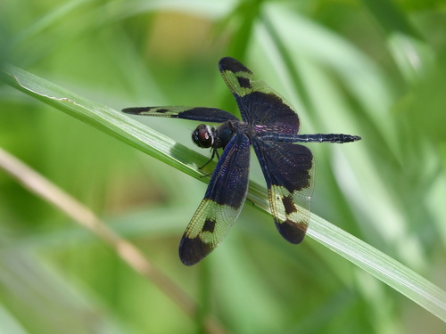 Pied Sapphire Flutterer