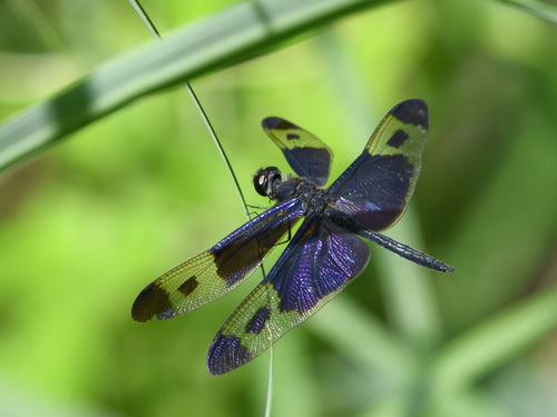 Pied Sapphire Flutterer