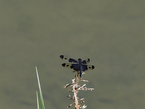 Pied Sapphire Flutterer
