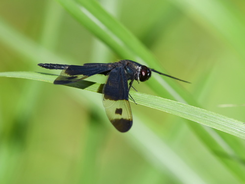 Pied Sapphire Flutterer