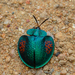 Escarabajos Tortuga - Photo (c) Jessica dos Anjos, todos los derechos reservados, subido por Jessica dos Anjos