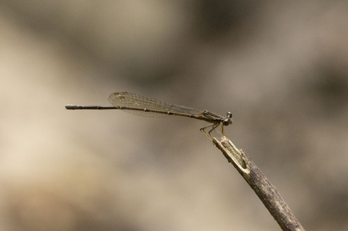 Yellow featherlegs