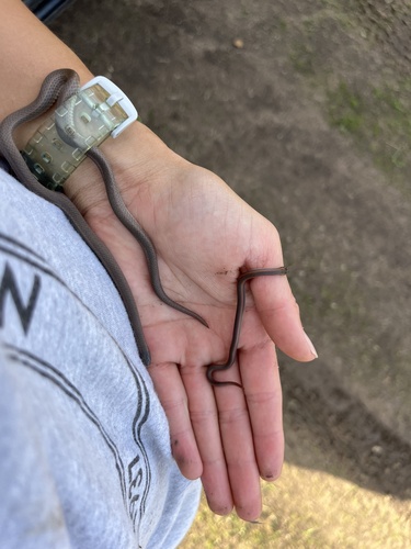 iNaturalist observation photo of Common Sharp-tailed Snake