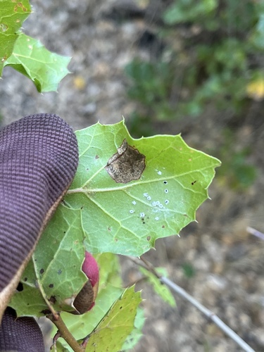 iNaturalist observation photo of Woolly Oak Aphids