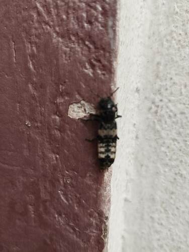 hairy rove beetle
