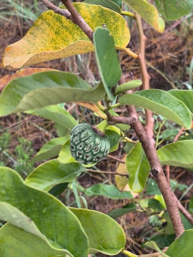 wild custard-apple