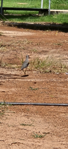 Southern Lapwing