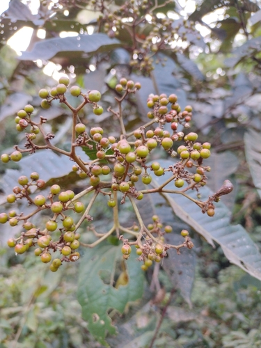 Mbura