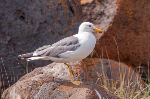 Armenian Gull