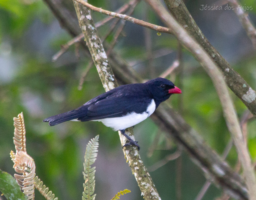 Red-billed Pied Tanager photo