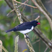 Red-billed Pied Tanager - Photo (c) Jessica dos Anjos, all rights reserved, uploaded by Jessica dos Anjos