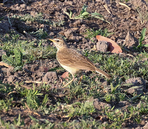 Buffy Pipit