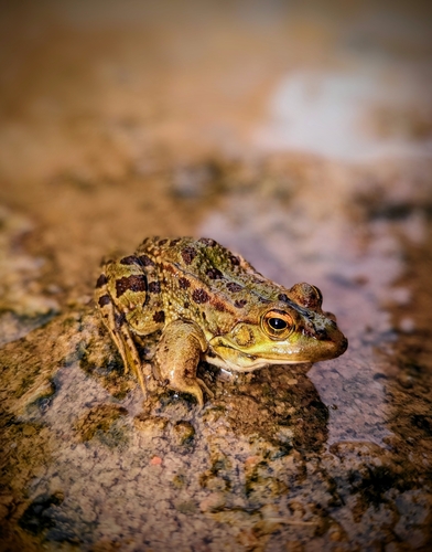 Sahara Frog