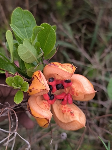 African Dogrose