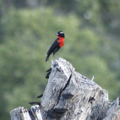 White-browed Meadowlark