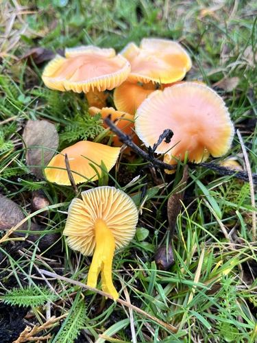 Butter Waxcap