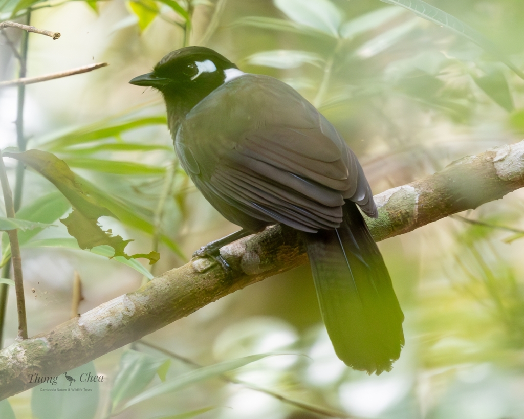 Cambodian Laughingthrush photo