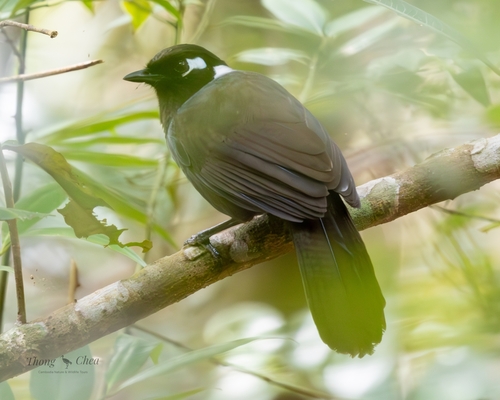 Cambodian Laughingthrush
