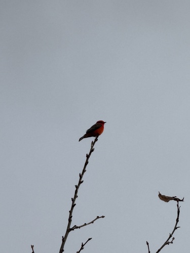 iNaturalist observation photo of Vermilion Flycatcher
