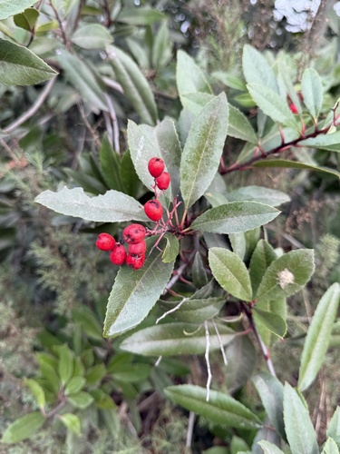 iNaturalist observation photo of Toyon