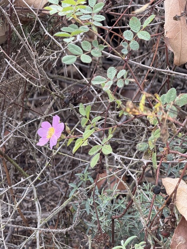 iNaturalist observation photo of California Wild Rose
