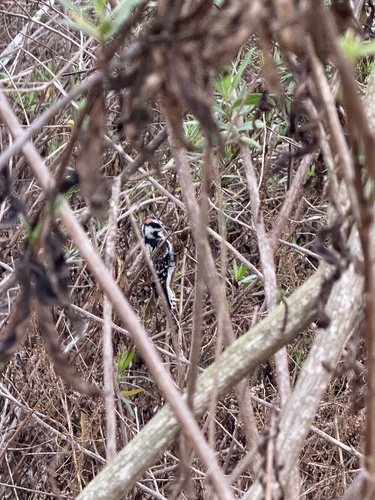 iNaturalist observation photo of Downy Woodpecker