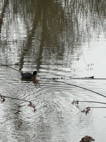 iNaturalist observation photo of American Coot